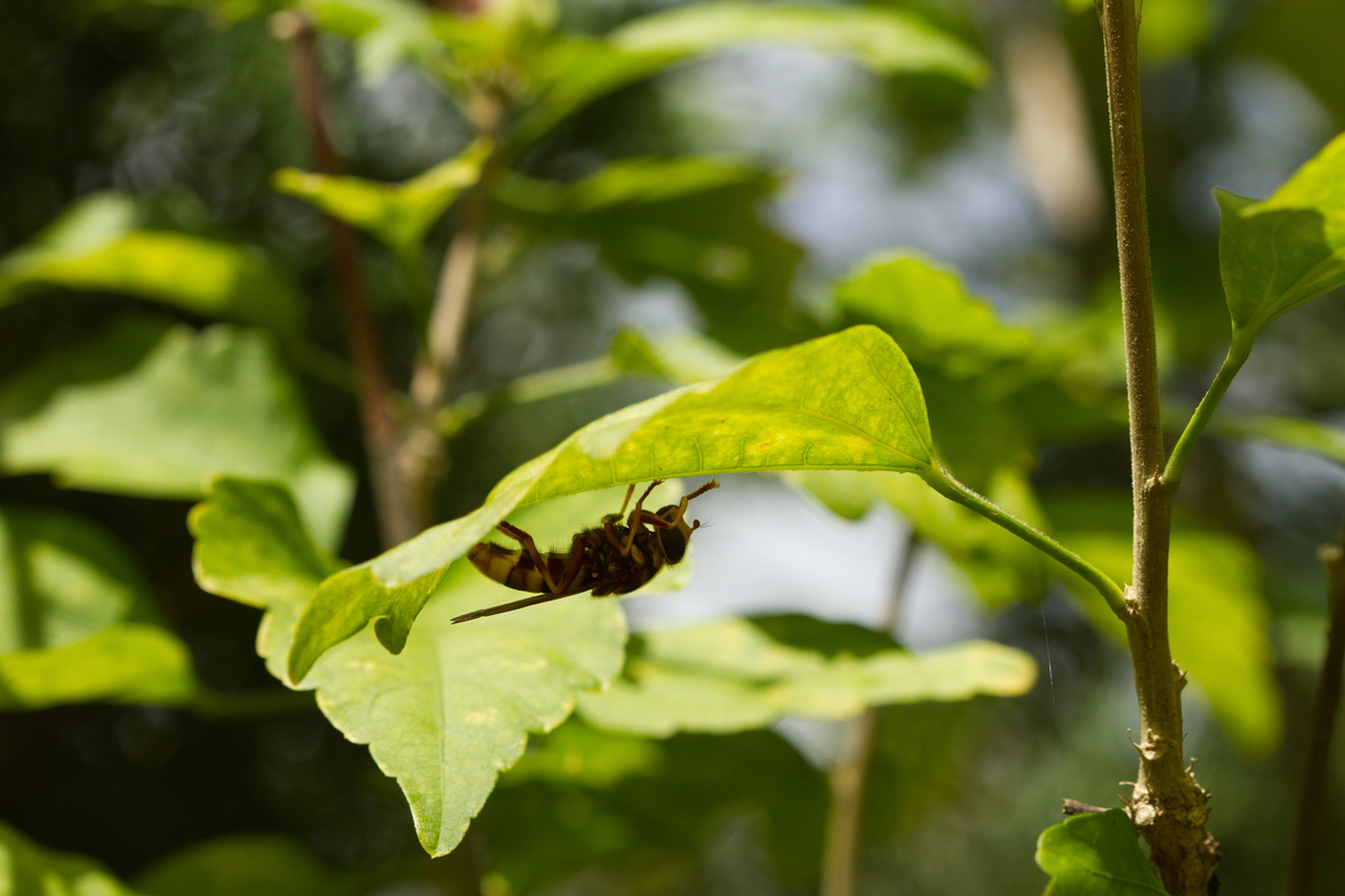 A hornet walks upside down on a leaf